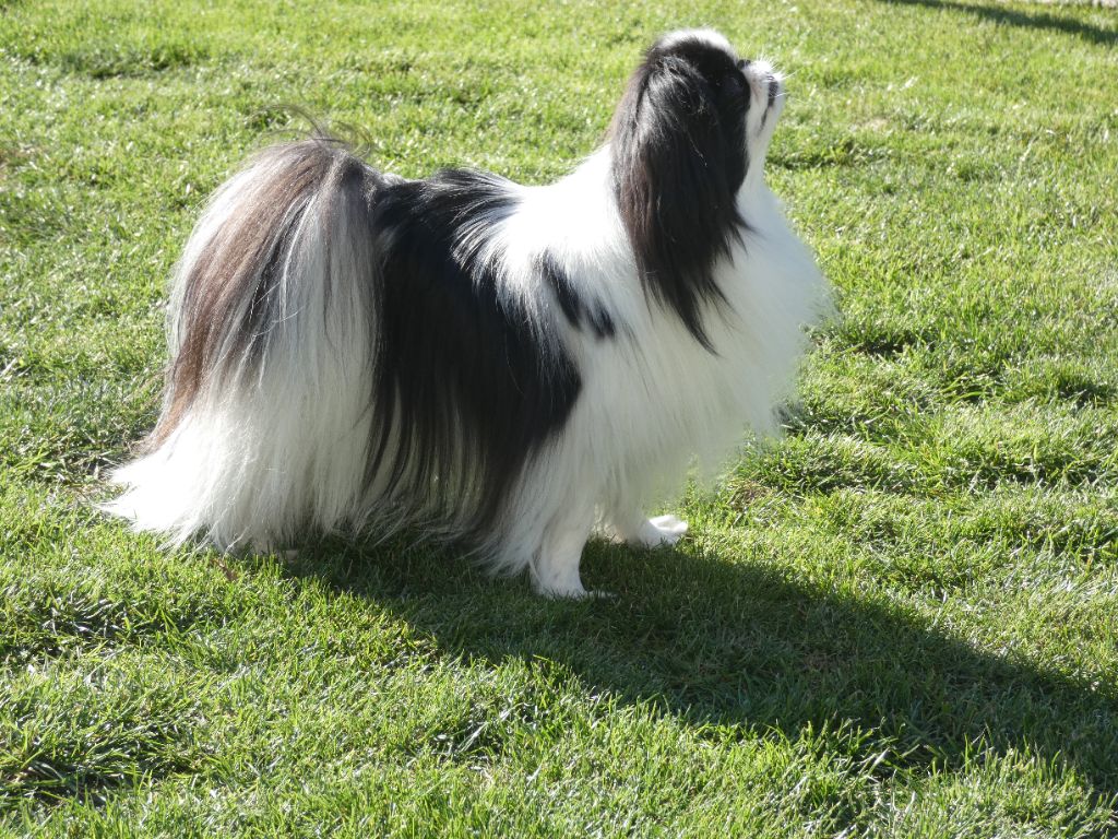 CH. Nat'aël chan du royaume de la bichonnerie