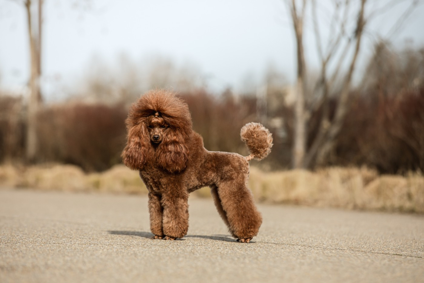 CH. Serena my sweet lord